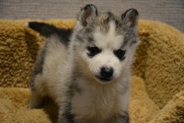 シベリアンハスキー 子犬や子猫たちのペット販売情報が満載 ペットステーション シベリアンハスキー 子犬や子猫たちのペット販売情報が満載 ペットステーション