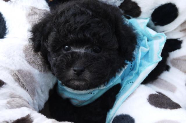 トイプードル 子犬や子猫たちのペット販売情報が満載 ペットステーション トイプードル 子犬や子猫たちのペット販売情報が満載 ペットステーション