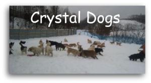 Crystal Dogs