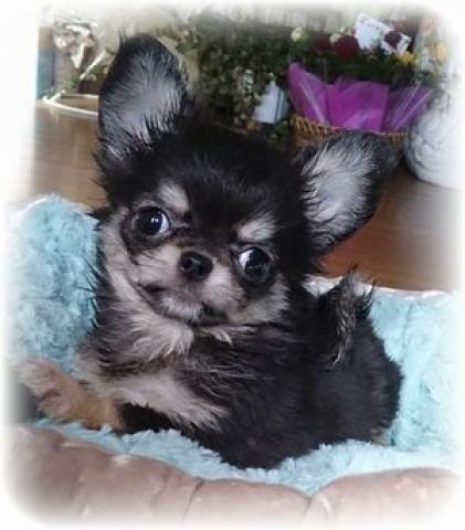 チワワ ロングコート 子犬や子猫たちのペット販売情報が満載 ペットステーション