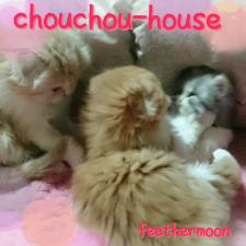 シュシュハウス