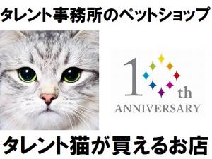 ⭐タレント猫専門店⭐ねこランド春日部西口店
