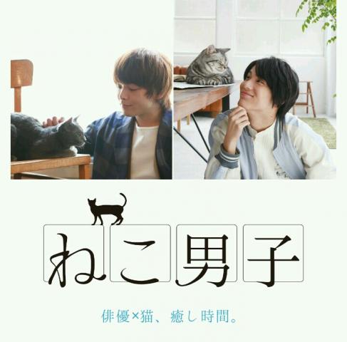 祝 ねこ男子 俳優 猫 癒し時間 に出演 タレント猫 モデル猫 専門店 ねこランド春日部西口店 子犬や子猫たちのペット販売情報が満載 ペットステーション