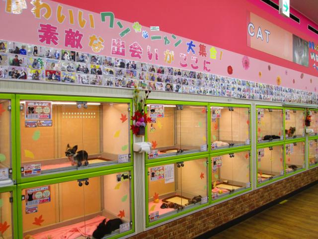 コーナン ペットプラザ 鶴見元宮店 神奈川県 子犬や子猫たちのペット販売情報が満載 ペットステーション