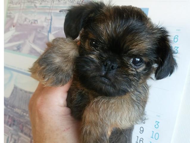 ブリュッセルグリフォン 子犬や子猫たちのペット販売情報が満載 ペットステーション