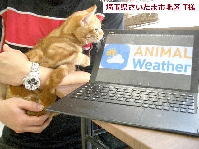 マンチカン【短足】当店スタッフ猫さくらちゃん♪