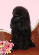 良血統、遺伝子疾患のない子犬を Chel.C