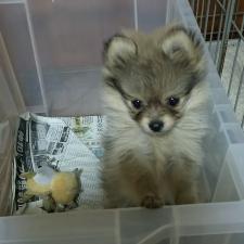 ワンワンハウスさくら