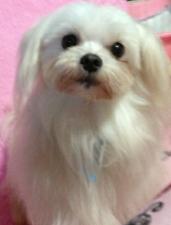 ペットショップ ポポちゃん