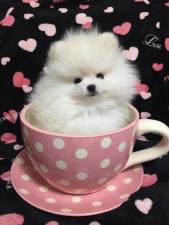 ポメラニアン専門犬舎 ティファニー