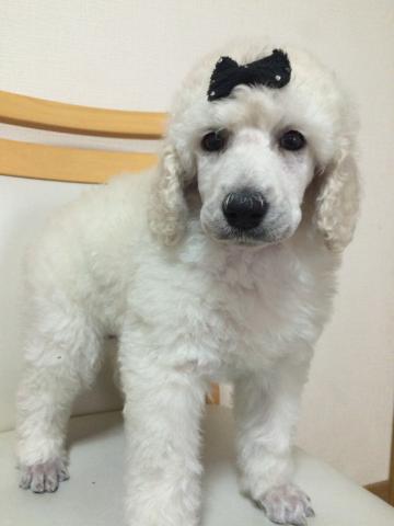 スタンダードプードルホワイト 姫 子犬や子猫たちのペット販売情報が満載 ペットステーション