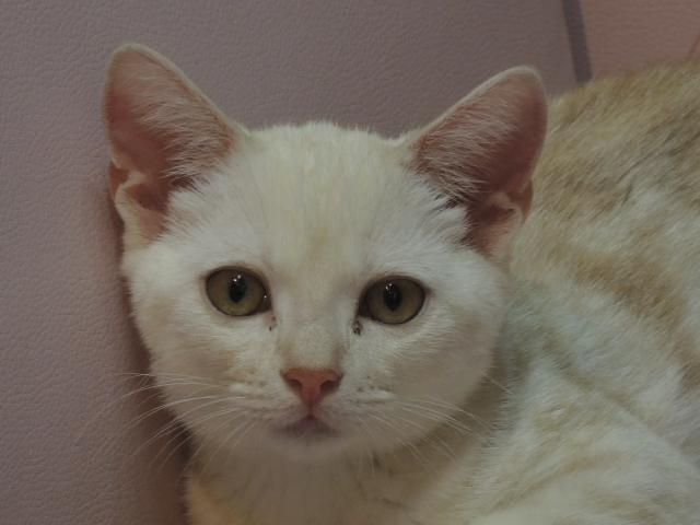 アメリカンショートヘアー 子犬や子猫たちのペット販売情報が満載 ペットステーション