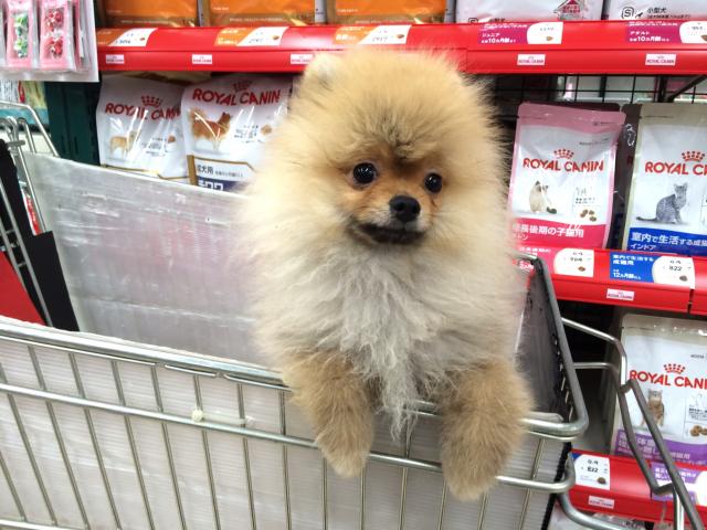 ポメラニアン 子犬や子猫たちのペット販売情報が満載 ペットステーション