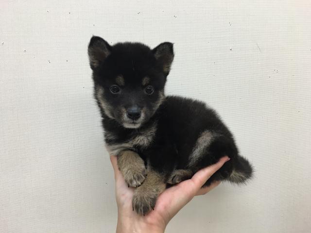 柴犬