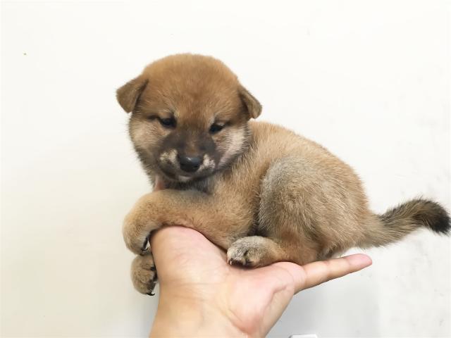 柴犬