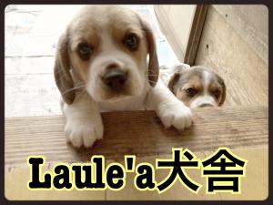 Laule'a犬舎(ラウレア犬舎)