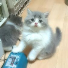 スコティッシュフォールド