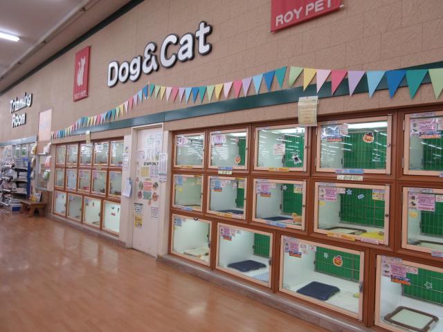 エバーペット野田店 千葉県 子犬や子猫たちのペット販売情報が満載 ペットステーション