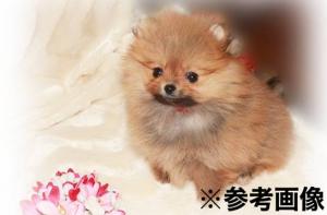 ポメラニアン