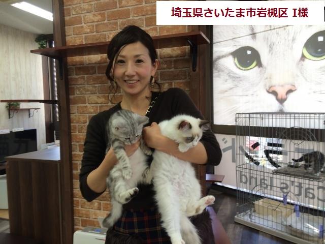 ミヌエット 旧ナポレオン トヨタ自動車facebook出演猫 子犬や子猫たちのペット販売情報が満載 ペットステーション