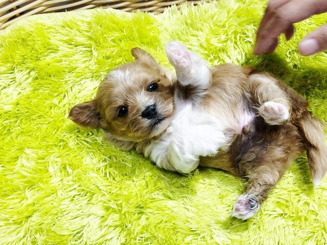 オリジナルブランド犬 魅力がいっぱいのわんこ B君 ３万円の特典あり ペットステーション Aipaw アイパウ