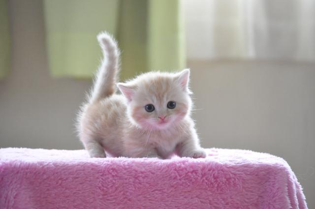 最高の動物画像 50 マンチカン 超 可愛い 子猫 画像