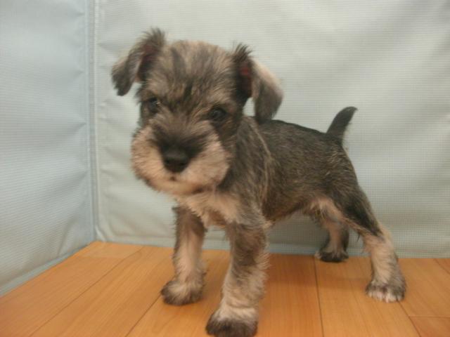 ミニチュアシュナウザー 子犬や子猫たちのペット販売情報が満載 ペットステーション