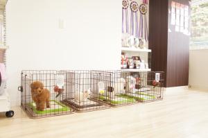 SCHUMACHER KENNEL