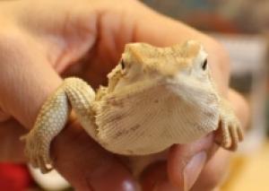 RATTE&COCOハウス