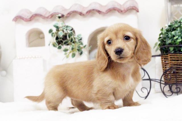 カニンヘンダックスフンド 子犬や子猫たちのペット販売情報が満載 ペットステーション