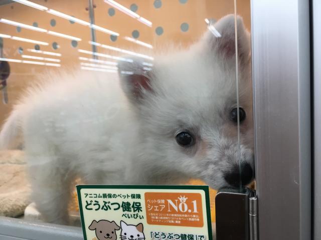 スピッツ 子犬や子猫たちのペット販売情報が満載 ペットステーション