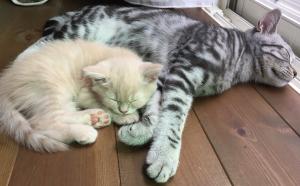 メルシーキャットライフ