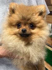 ポメラニアン