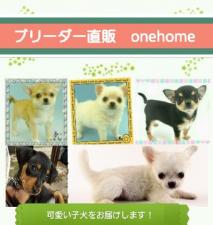 onehome犬舎