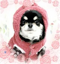 チワワ専門犬舎 ドッグ.アイ