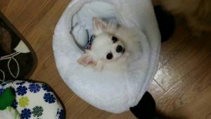 Dog Heart
