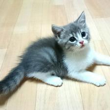 スコティッシュフォールド