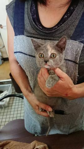 ブリティッシュショートヘア 子犬や子猫たちのペット販売情報が満載 ペットステーション ブリティッシュショートヘア 子犬や子猫たちのペット販売情報が満載 ペットステーション