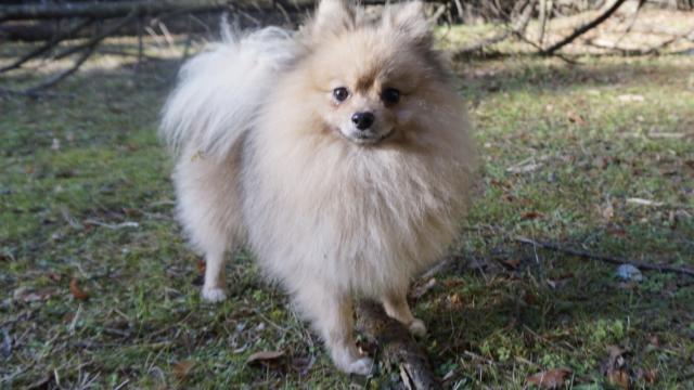 POMERANIAN CNアラン（祖父JKCCH 曾祖父JKCCH HADLIGH）　※遺伝子検査（高尿酸尿症）クリア