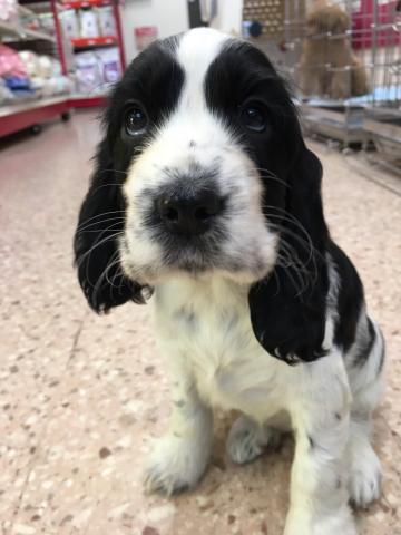 イングリッシュコッカースパニエル 子犬や子猫たちのペット販売情報が満載 ペットステーション