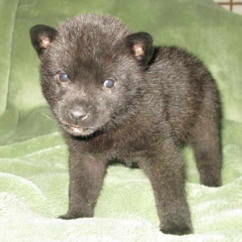 甲斐犬 子犬や子猫たちのペット販売情報が満載 ペットステーション