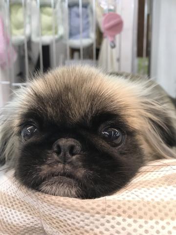 ペキニーズ 子犬や子猫たちのペット販売情報が満載 ペットステーション ペキニーズ 子犬や子猫たちのペット販売情報が満載 ペットステーション