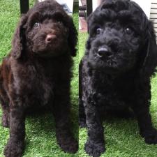 ミディアムプードル×ポーチュギーズウォータードッグ×ラブラドゥードル ポーティドゥードルの子犬情報ドッグサロンマウ