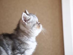 ねこやあんず