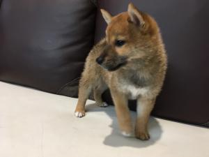 柴犬