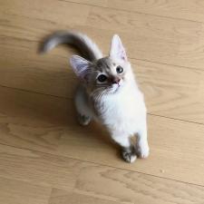 ペットショップパートナー