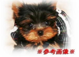 ヨークシャーテリア【成犬予想1.5kg前後の超極小!!!】