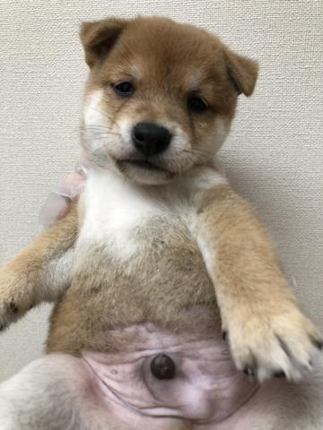 柴犬