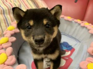 柴犬
