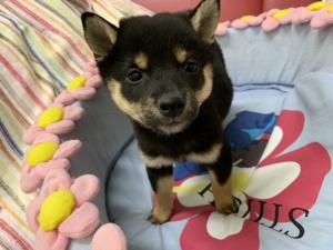 柴犬